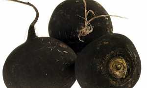 Редька: калорийность, польза и вред, рецепты для похудения