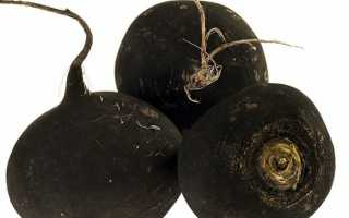 Редька: калорийность, польза и вред, рецепты для похудения