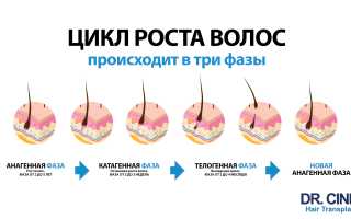 Фаза омертвения волос — от причин до победы