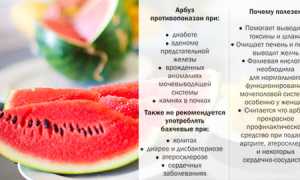 Арбуз: калорийность, БЖУ, полезные свойства и возможный вред