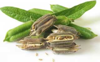 Кунжут: калорийность, состав на 100 граммов, полезные свойства и противопоказания