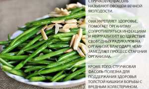 Стручковая фасоль: состав, польза, противопоказания и применение при похудении