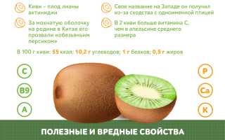 Киви: польза и вред для организма, калорийность, употребление при похудении