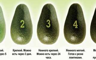 Авокадо: польза и вред, калорийность и способы употребления ягоды