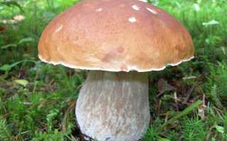 Калорийность грибов и польза продукта для организма