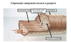 Скорость роста волос: что влияет, как усилить