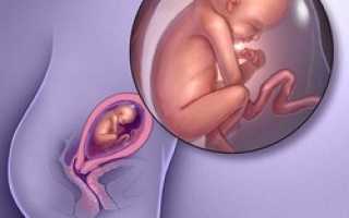 22 неделя беременности