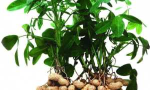 Арахис: польза и вред, состав и калорийность