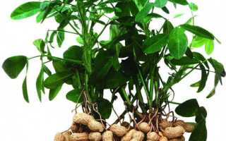 Арахис: польза и вред, состав и калорийность