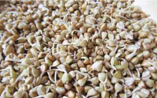 Зеленая гречка: полезные свойства, калорийность, БЖУ на 100 грамм, рецепты