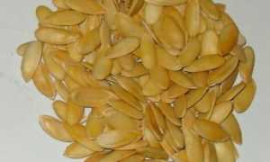 Дыня: калорийность и польза для организма