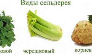 Чем полезен сельдерей для мужчи и женщин