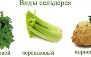 Чем полезен сельдерей для мужчи и женщин