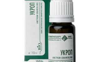 Укроп: польза и вред для организма человека