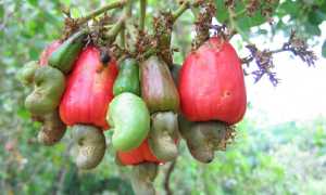 Орехи кешью: полезные свойства и противопоказания