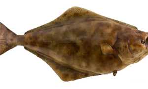 Палтус: калорийность, БЖУ, рецепты приготовления