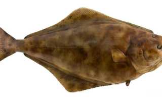 Палтус: калорийность, БЖУ, рецепты приготовления