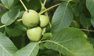 Грецкий орех: состав, калорийность, польза и вред для здоровья