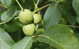 Грецкий орех: состав, калорийность, польза и вред для здоровья