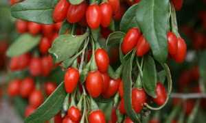 Ягоды годжи: полезные свойства и правила употребления