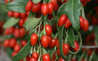 Ягоды годжи: полезные свойства и правила употребления