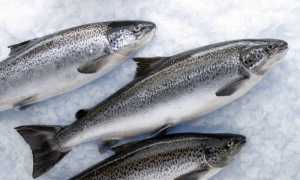 Молоки лососевых рыб: состав, калорийность и пищевая ценность, польза и возможный вред