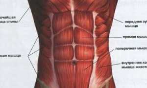Самые эффективные упражнения для нижний пресс: основные правила и техника выполнения
