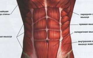 Самые эффективные упражнения для нижний пресс: основные правила и техника выполнения