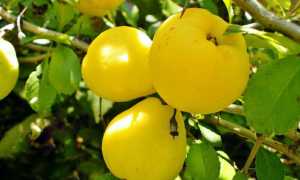 Айва: калорийность, полезные свойства и противопоказания, применение при похудении