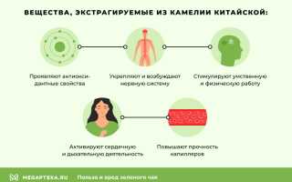 Зеленый чай: польза и вред популярного напитка