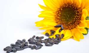 Толстеют ли от семечек и можно ли их есть на диете?