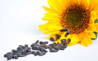 Толстеют ли от семечек и можно ли их есть на диете?