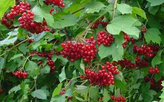 Калина: полезные свойства, применение в народной медицине, противопоказания