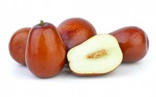 Унаби (зизифус): полезные свойства, противопоказания, калорийность и пищевая ценность ягод