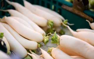 Дайкон: польза для здоровья, использование в диетическом питании