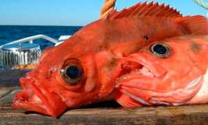 Морской окунь: калорийность, БЖУ, польза и возможный вред, рецепты