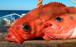 Морской окунь: калорийность, БЖУ, польза и возможный вред, рецепты