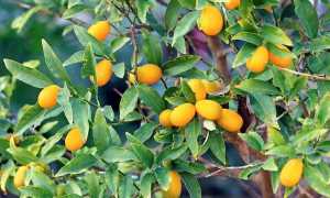 Вяленый кумкват: полезные свойства и вред, калорийность