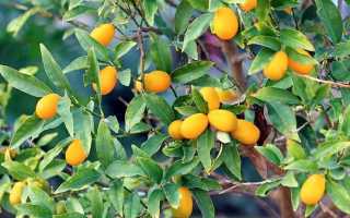 Вяленый кумкват: полезные свойства и вред, калорийность