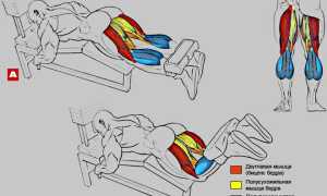 Сгибание ног в тренажере лежа, сидя, стоя