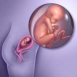 Фото по теме 22 неделя беременности: как проходит для девушки