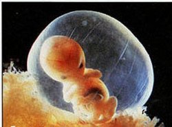 Фото по теме 6 неделя беременности: как проходит для девушки