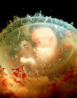 Фото по теме 7 неделя беременности: как проходит для девушки