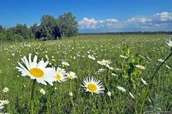 Как назвать девочку, рожденную в июле?